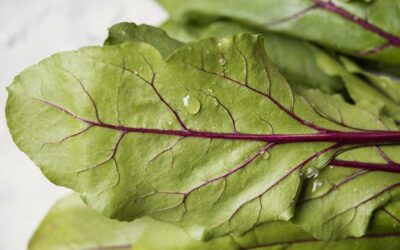 La blette : un légume aux ressources insoupçonnées